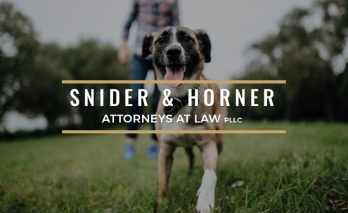 Happy smiling dog walking in park